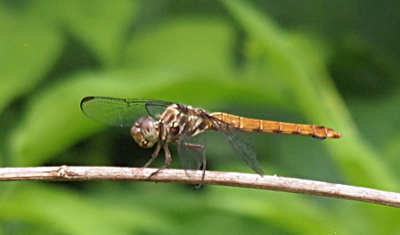 [A side view of a dragonfly holding a branch which is parallel to her body. She is a tan color with a brown and white thorax and greenish-purple eyes.]